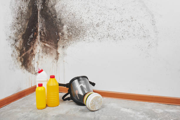 Best Commercial Mold Removal  in Davis Junction, IL