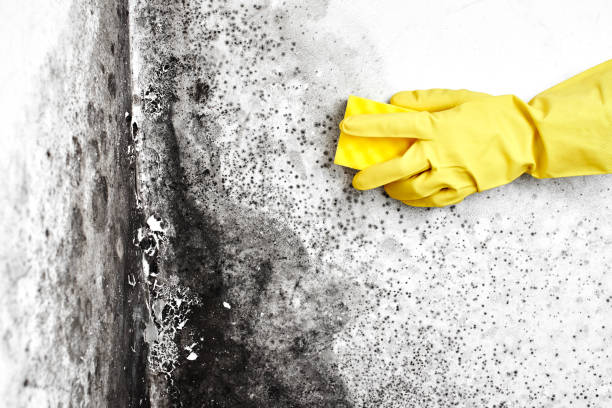 Best Certified Mold Removal  in Davis Junction, IL