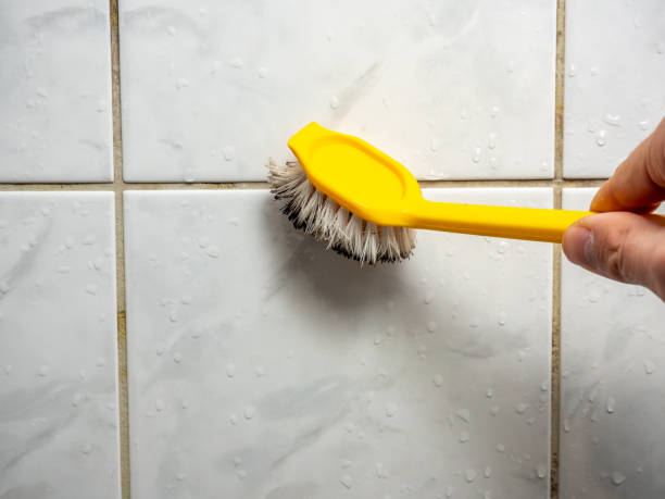 Best Local Mold Removal Service  in Davis Junction, IL