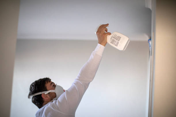 Best Mold Removal Company Near Me  in Davis Junction, IL