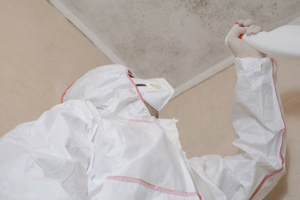 Best Attic Mold Removal  in Davis Junction, IL