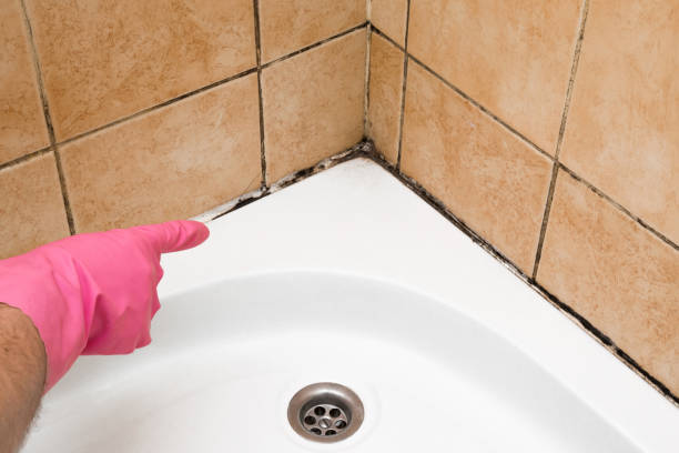 Best Home Mold Removal  in Davis Junction, IL